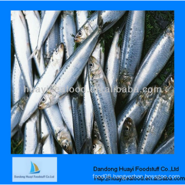 enough supply frozen good taste plenty of sardine fish